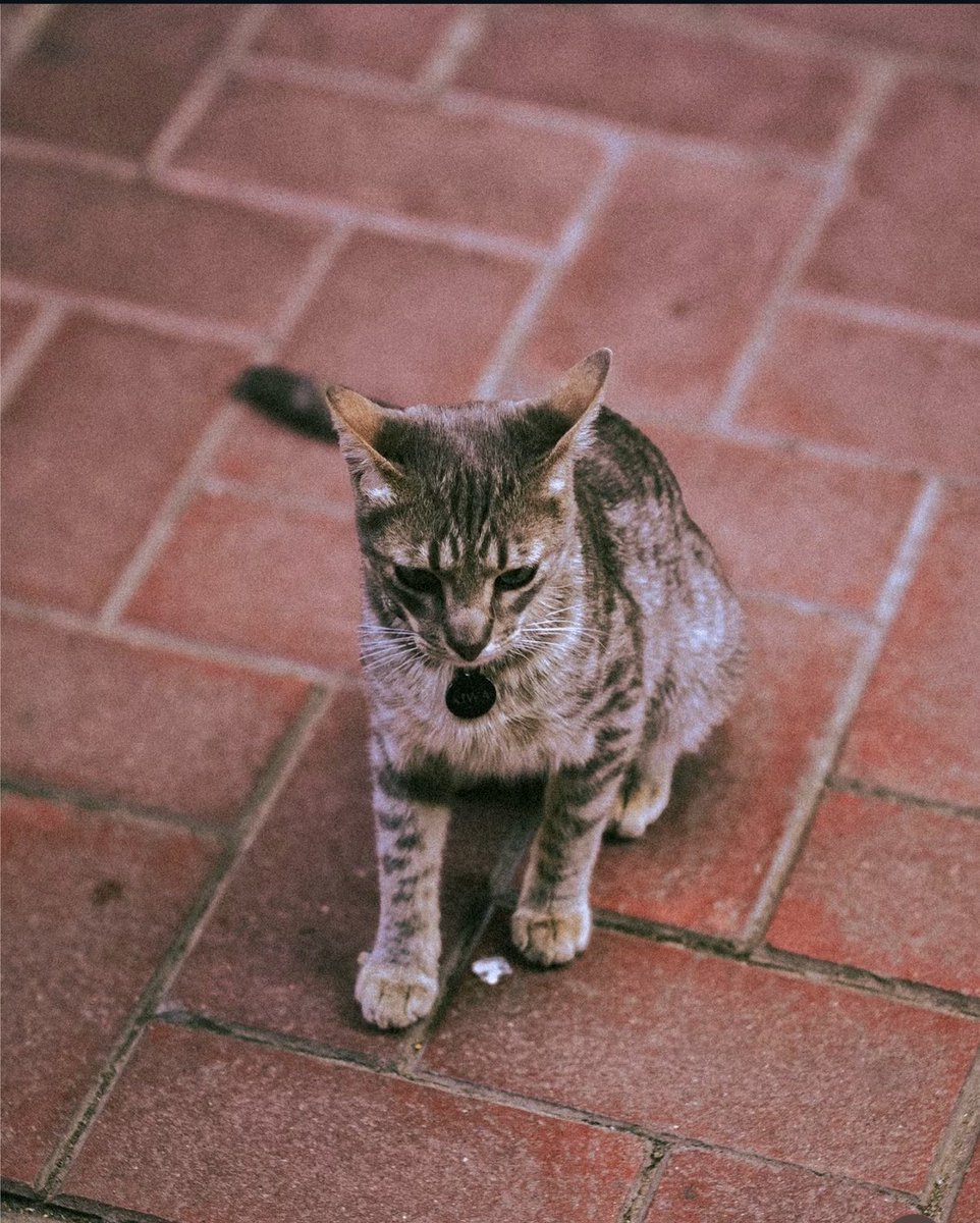 homeisjungkook's tweet photo. jungkooks beautiful photography of cats and nature…I’m in awe 😭❤️‍🩹 https://t.co/EH9CXQ4z2F