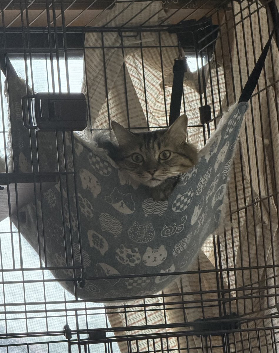 maetajun's tweet photo. 猫たちと昼寝 https://t.co/Dqv8z35dDt
