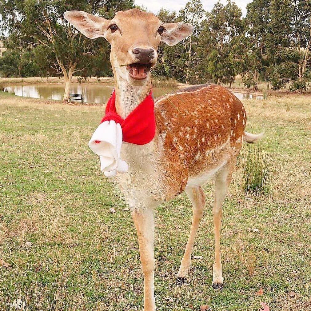 deershouldnt tweet picture