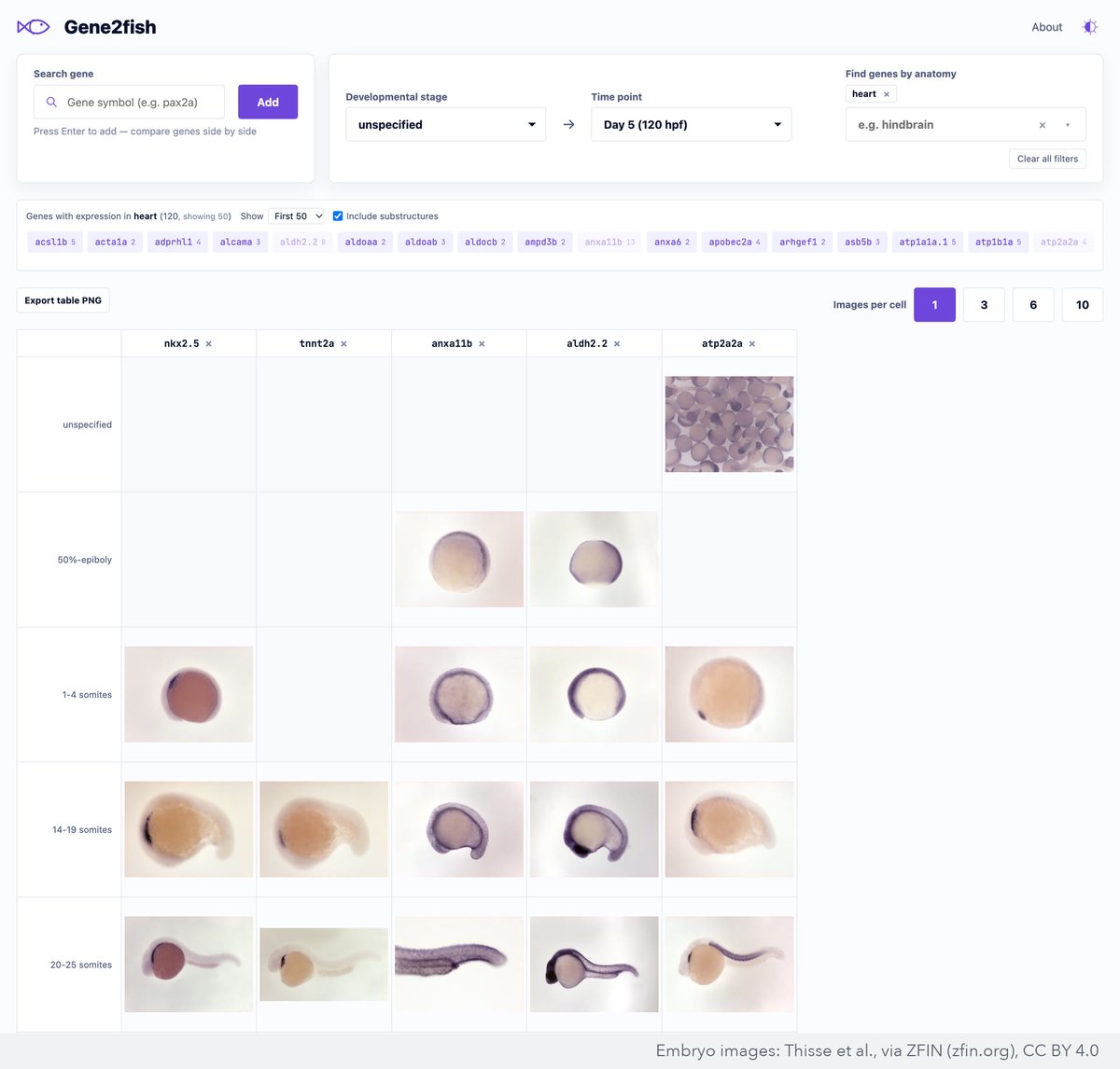 loicaroyer's tweet photo. Or start from a body part: pick any of 227 anatomy terms (heart, somite, hindbrain...) to list the genes annotated there, substructures included, and add them to the grid. Pick several terms to get the genes annotated to all of them. #DevBio https://t.co/ALu3oMOeIn