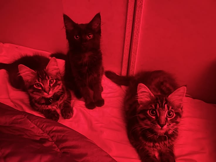 Catsfr167155's tweet photo. #moothunt #promotwt 
 Moot hunt!!!

 Katt ~ she/her ~ 3teen
 ♡ / ↻ to be moots
 
 No dni
 ꒰#shtwt #shedtwt #slittwt #988twt #ouchietwt #multifandom #pjsktwt #shedrtwt ꒱ https://t.co/Qody12YycB