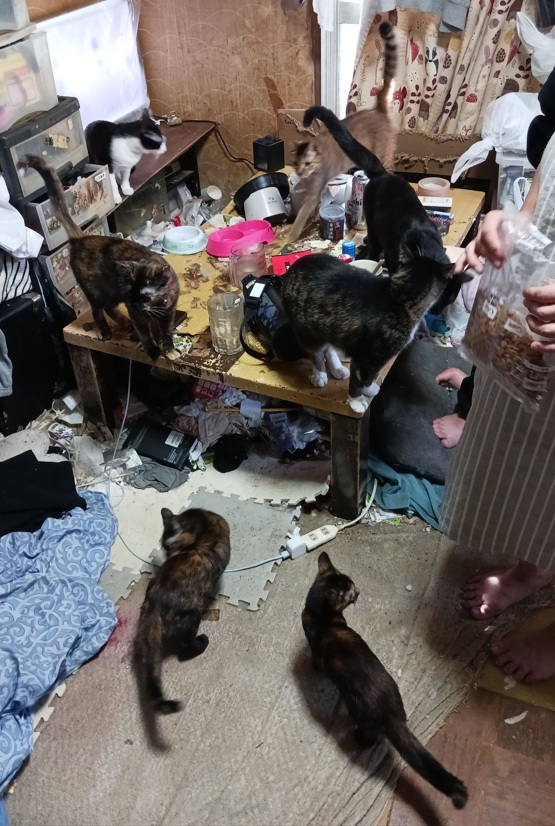 Doubutukikin's tweet photo. 9_山口県下関市多頭飼育救済支援レポート(行政枠) – どうぶつ基金 https://t.co/48AnPRART6 

「STOP！多頭飼育 下関市レポート」 https://t.co/3yy7JpwXy8