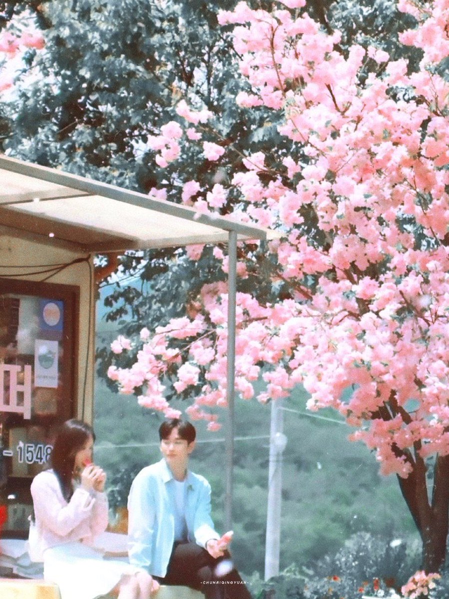 ongandrea_'s tweet photo. under the cherry blossoms, lost in lavender fields, chasing sunsets, and finding wonder beneath the sea 🤍

my favorite kind of forever will always be baekhong, it is what it is 🙂‍↕️✨ #qotsofthours https://t.co/Ph5Pl7M1mE