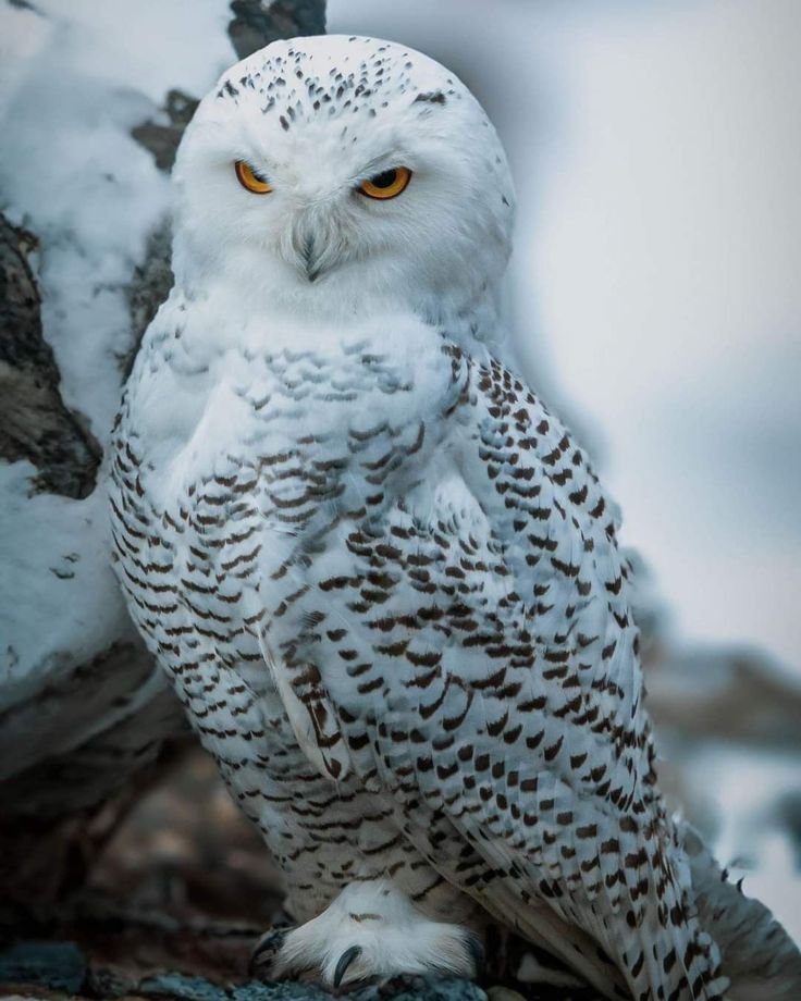 leemarh7099's tweet photo. “Harry, have you thought any more about the idea of you teaching us Defence Against the Dark Arts?”

Harry had. And after two weeks of thinking, he’d come to a conclusion Hermione absolutely wasn’t prepared for.

“A club isn’t the right move,” Harry said.

Hermione frowned. “What do you mean?”

“We’re in a war, Hermione. You think the Death Eaters have a club? ‘Welcome, everyone! Today we’ll be practising the Killing Curse, and refreshments will be served afterwards.’ No. We need something with weight. Power. Dedication.”

Ron slowly nodded. “What are you suggesting, mate?”

Harry leaned forward.

“We need a cult.”

Hermione stared at him. “A WHAT?”

“A cult,” Harry repeated. “A club is for people who want to practise spells and have biscuits afterwards. A cult is unwavering loyalty. Total commitment. Ride-or-die devotion.”

“Bloody hell,” Ron whispered. “That’s genius.”

Hermione looked between them like she was reconsidering every decision that had brought her to this table.

“YOU CANNOT START A CULT!”

“Why not?” Harry asked innocently.

“Because cults are BAD!”

“So is being at this school sometimes, but here we are,” Harry replied.

Ron leaned forward. “Think about it, Hermione. We’d have followers. People would worship Harry. It’s You-Know-Who’s thing, but with less murder and more educational benefits.”

“Exactly!” Harry said. “Secret meetings, sacred rites, matching robes—”

“A chant!” Ron added.

“THIS IS NOT A GOOD CULT!” Hermione shrieked.

Harry ignored her. “We need an icon. Something that represents freedom, loyalty and the determination to bite the hand of tyranny.”

“Hedwig,” Ron said immediately.

Harry nodded solemnly. “Hedwig.”

“She’s an OWL!”

“She has presence, Hermione. She delivers my messages. She stares into the abyss, and the abyss looks away first.”

“She also shat on Draco’s head once,” Ron added. “That’s a divine act if I’ve ever seen one.”

Hermione pressed her fingers to her temples. “I cannot believe I’m having this conversation.”

“Welcome to the Cult of Hedwig,” Harry announced. “Our followers shall be known as the Chosen Ones.”

“Harry’s the Supreme Owl Lord,” Ron declared.

Hermione let out a long, exhausted groan.

“Fine. I’m in. But I’m in charge of making sure this doesn’t descend into absolute chaos.”

Harry and Ron exchanged victorious looks.

“Welcome aboard, Hermione,” Harry said solemnly.

“You’re our first convert,” Ron added.

Hermione groaned again.

Honestly, she needed better friends.