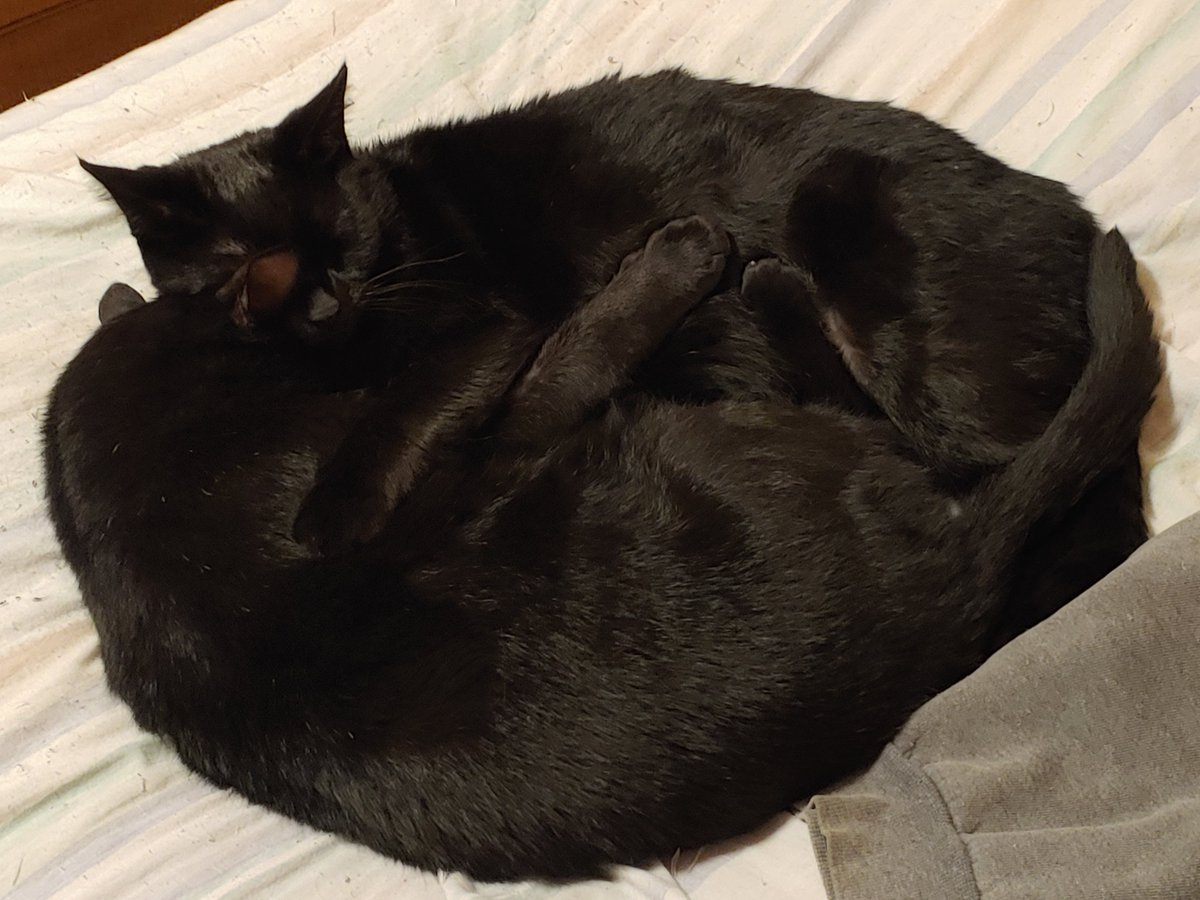 SilipigniMario's tweet photo. For me, the best part about cooler weather is the kitties cuddle MUCH more. They're adorable.
And there's Edgar- he only cuddles with me, my pillows, and Roy (the blue stuffed chimp). 😊❤️ https://t.co/Nq51tLnYKJ