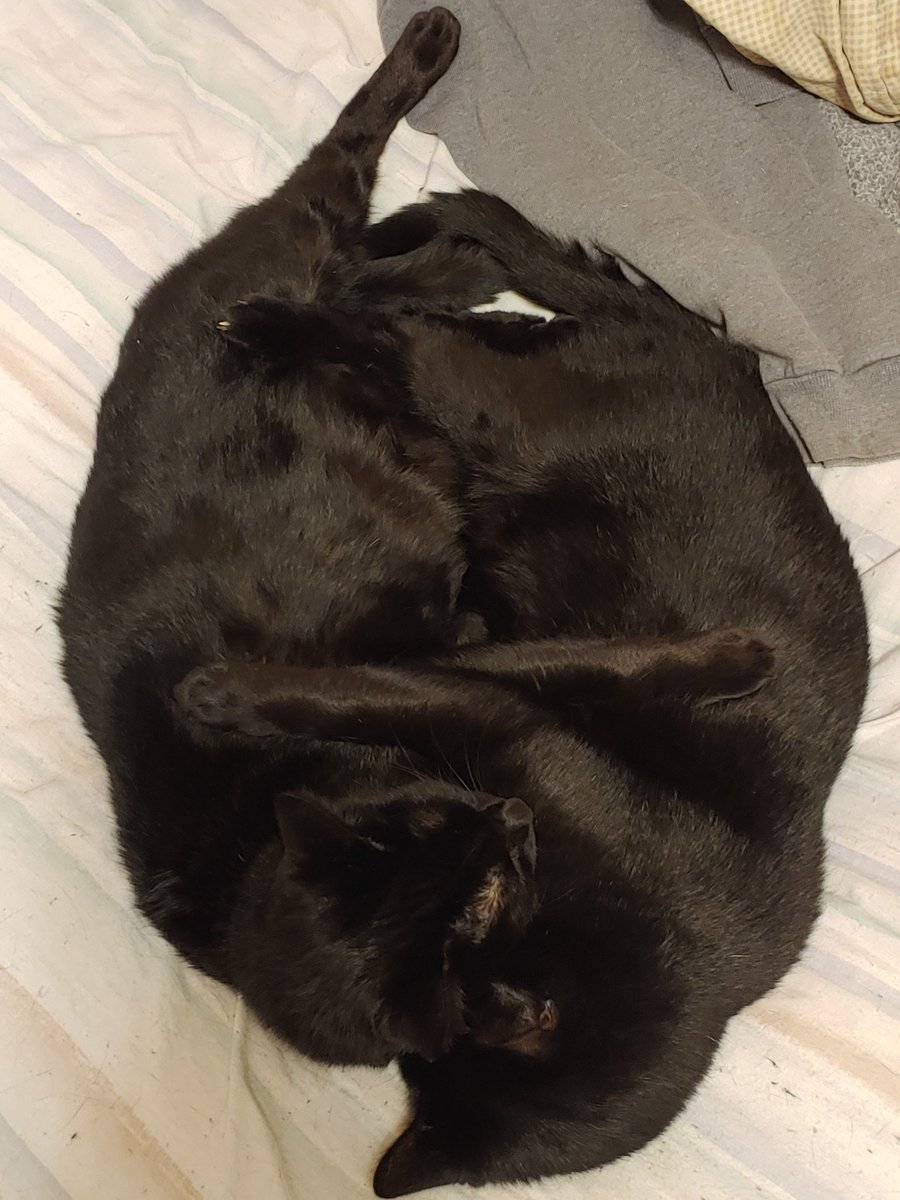 SilipigniMario's tweet photo. For me, the best part about cooler weather is the kitties cuddle MUCH more. They're adorable.
And there's Edgar- he only cuddles with me, my pillows, and Roy (the blue stuffed chimp). 😊❤️ https://t.co/Nq51tLnYKJ