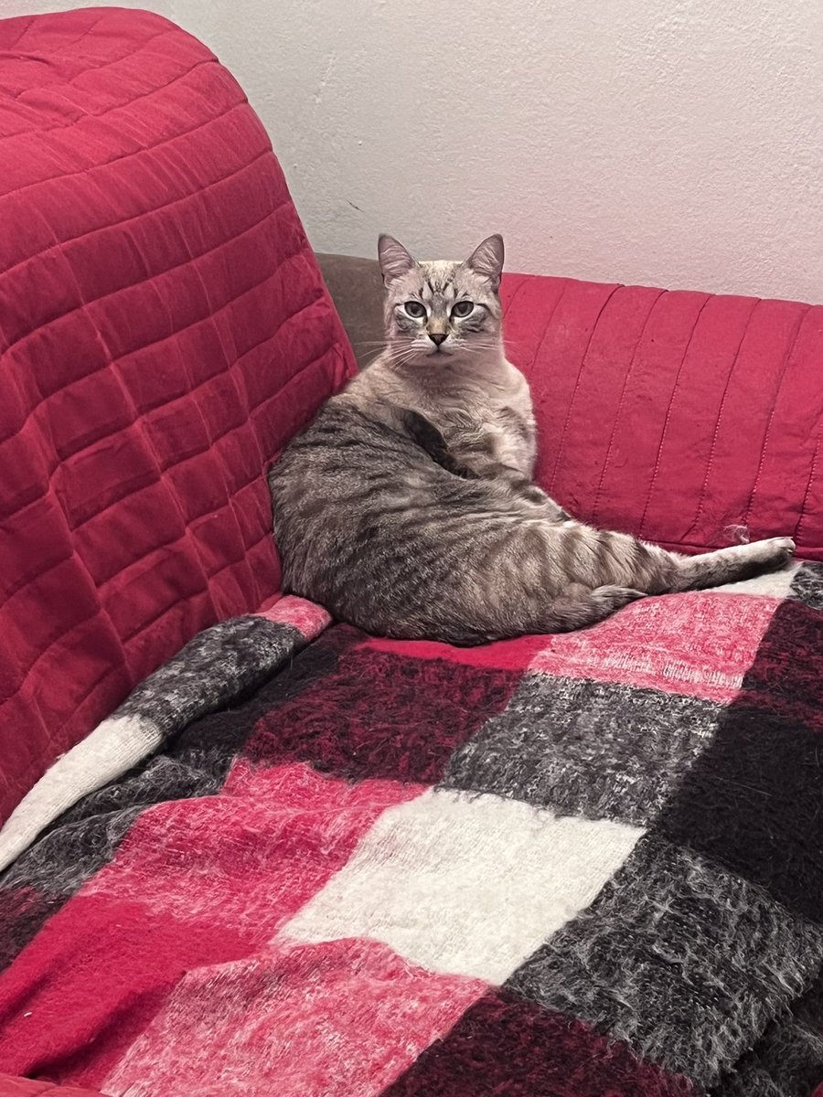 susy962's tweet photo. Buona giornata a tutti 😽😽🐾🐾☕️ https://t.co/6L4dnMJQdq