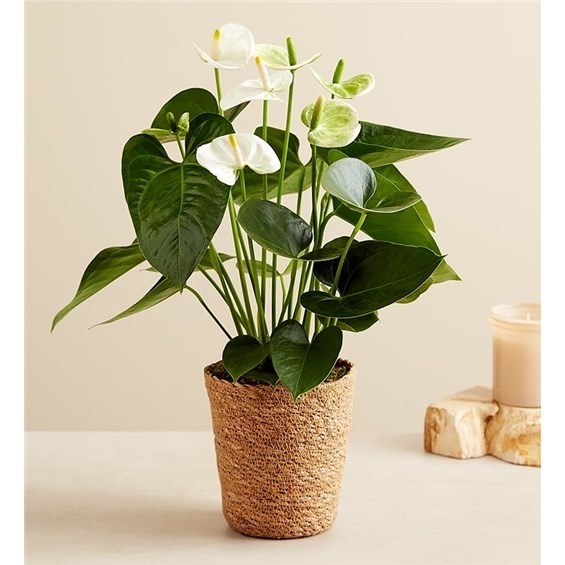 ConroyssFlowers's tweet photo. Plant care tip 🌿 Anthuriums love bright, indirect light. Water when the top inch of soil feels dry, and wipe the glossy leaves now and then. White Anthurium, $54.99: white heart-shaped blooms in a woven basket. https://t.co/onFvIcp7GY #PlantCare #TorranceFlorist https://t.co/ugX3E8n0Q3