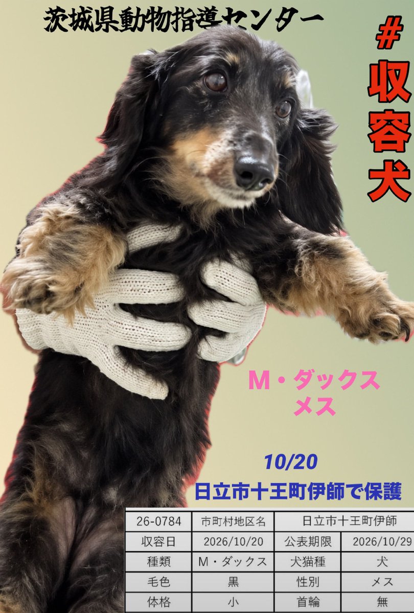 gollfe's tweet photo. 🍀#迷子犬
🆘10/20 茨城県動物指導センター🆘

日立市十王町伊師で保護されたメス犬

黒い長毛に、口元や足先の茶色い毛が特徴のミニチュア・ダックスフンドです。

首輪はありませんが、人に抱かれている姿からも、これまで家族と暮らしていた可能性が考えられます。

この子をご存じの方はいませんか。
まずは飼い主様のお迎えに繋がるよう、広く情報を共有してください🙏🏻🍀

🔹管理番号 26-0784
🔹10/20 日立市十王町伊師
🔹公示期限 10/29
🔹M・ダックス・メス・黒・小型
🔹首輪なし

♦️現在、茨城県のホームページから収容情報が閲覧できないため、お心当たりの飼い主様は動物指導センターへ直接お電話ください‼️

☎️0296-72-1200
受付時間：平日8:30〜17:15

⚠️飼い主様以外の問い合わせはご遠慮願います。

公示終了後は、登録団体・ボランティア経由で里親になることができます🙏🏻🍀

#茨城県動物指導センター #収容犬