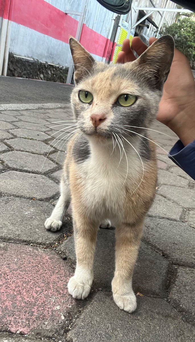 fwonderkid_'s tweet photo. Meng kok kamu mulutnya lucu kaya emot ":3" https://t.co/qxcvEJNkrj