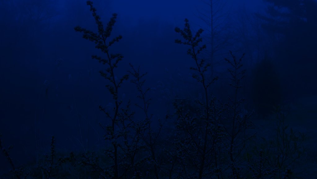 GazolandREP's tweet photo. —GAZO REP FOG EXPLORATION LOG—
-the fog is able to detect whenever a glaggle enters? Need to do more research.- 
-I FOUND NEW FLORA!!! The berries are definitely poisonous to anybody but foggy gazos, but its still new flora!!!-
-end log, will come back tomorrow with a team.- https://t.co/h0X70aPllZ