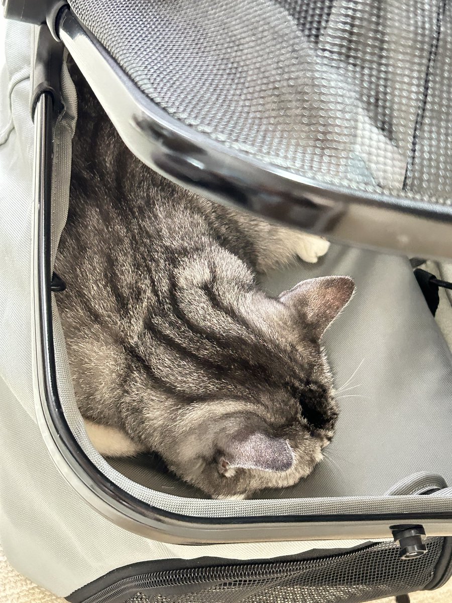 mintlleaf's tweet photo. キャリーのカバーを調整中
ハンドル部分を立てたまま被せられるようにする
夫がきっちり片付けたのを紐解いて😅足すと、早速これ笑
キャリー=病院で逃げ回る子も居るけど
タイガは…😅
しかも暑いんだけど、ここ、なんだ… https://t.co/BFJ9nIAPFX