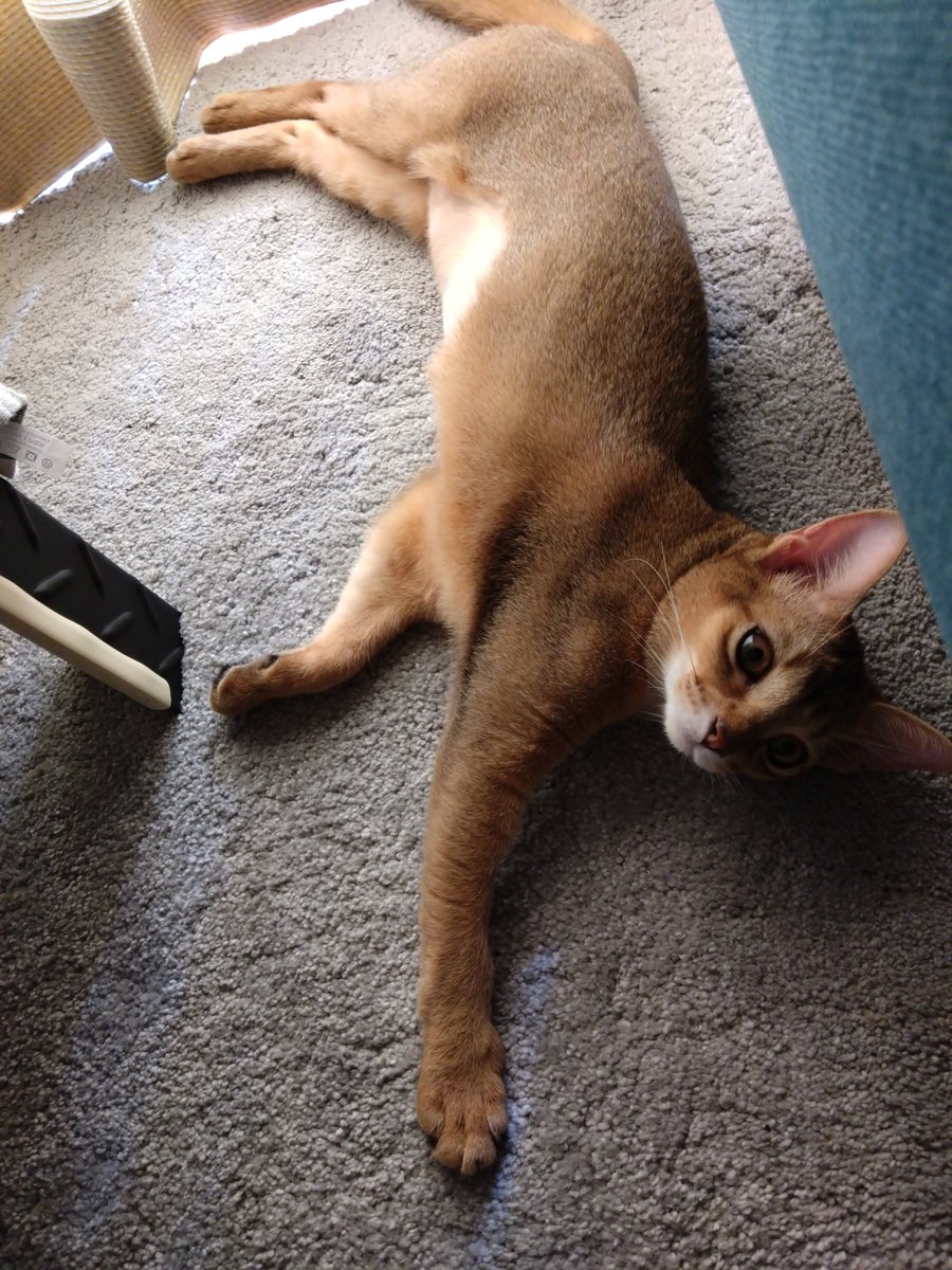 ume0207's tweet photo. 今朝このコは旦那の猫になりました…私は近所のおばちゃん扱いに…近所のおばちゃんの方がお世話全部するので納得できませんが…　#ソマリ　#6ヶ月 https://t.co/IqgEjVZDAW