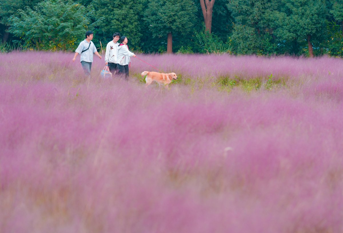 VisitSuzhou's tweet photo. Suzhou’s autumn is wrapped in a dreamy sea of pink 🌸☁️
Hidden in Feng Menglong Village, this sea of pink muhly grass is pure autumn magic. As the breeze rolls through the feathery blooms, waves of pink ripple across the fields, creating a dreamy, cloud-like landscape that feels worlds away from the hustle and bustle.
✨ The best time to visit: October to November, with peak blooms usually in mid-to-late October.
📸 Photo tips for your visit:
🤍 Wear white, beige or other light-colored outfits to complement the pink blooms.
🌾 Explore the wooden boardwalks, lakeside viewing tower and art installations for different angles.
☀️ Visit between 4 and 5 PM for that soft, golden autumn light.
📍 Where: Feng Menglong Village, Huangdai Town, Xiangcheng District, Suzhou
#Shanghai #Suzhou #SuzhouTravel #AutumnInSuzhou #FengMenglongVillage #PinkMuhlyGrass #ChinaTravel
