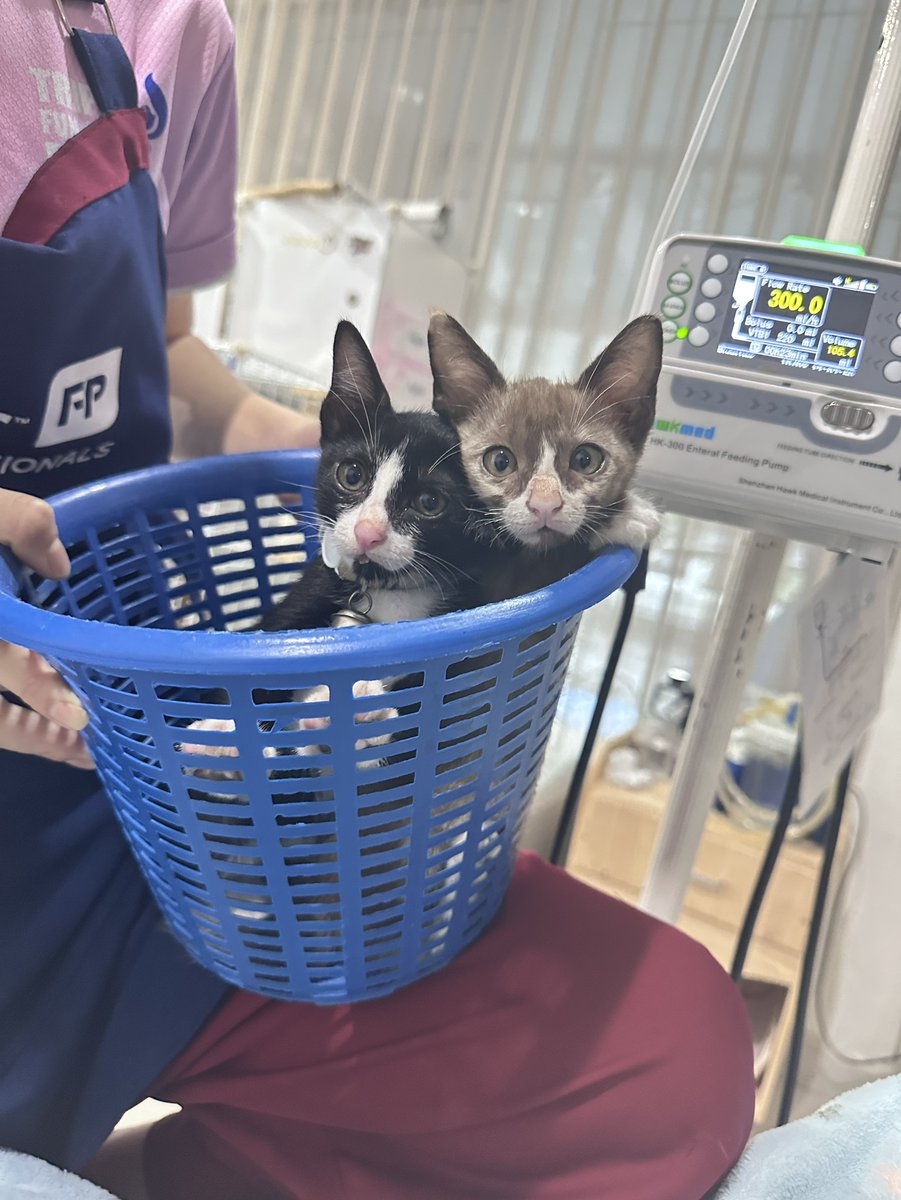 CatsterClub's tweet photo. 🏠 หาบ้านให้น้องแมว 🏠 (ฝากประกาศ)

พันธุ์ไทย
อายุไม่เกิน 2 เดือน
เพศ ญ ทั้งคู่
พิกัด นวลจันทร์
0947426544
เด็กๆหลงมาช่วงน้ำท่วมค่ะ น้องกินง่าย เข้ากระบะทรายเป็น อาบน้ำได้ ขี้เล่น ติดคน ที่สำคัญติดกันและกันสุดๆ จับแยกทีไรร้องหากันตลอด

ใครสนใจรับดูแลติดต่อหาเจ้าของได้เลยนะคะ หรือ ช่วยกันรีกระจายข่าวก็ได้ค่า มาช่วยกันหาบ้านอันอบอุ่นให้น้องกันนะคะ