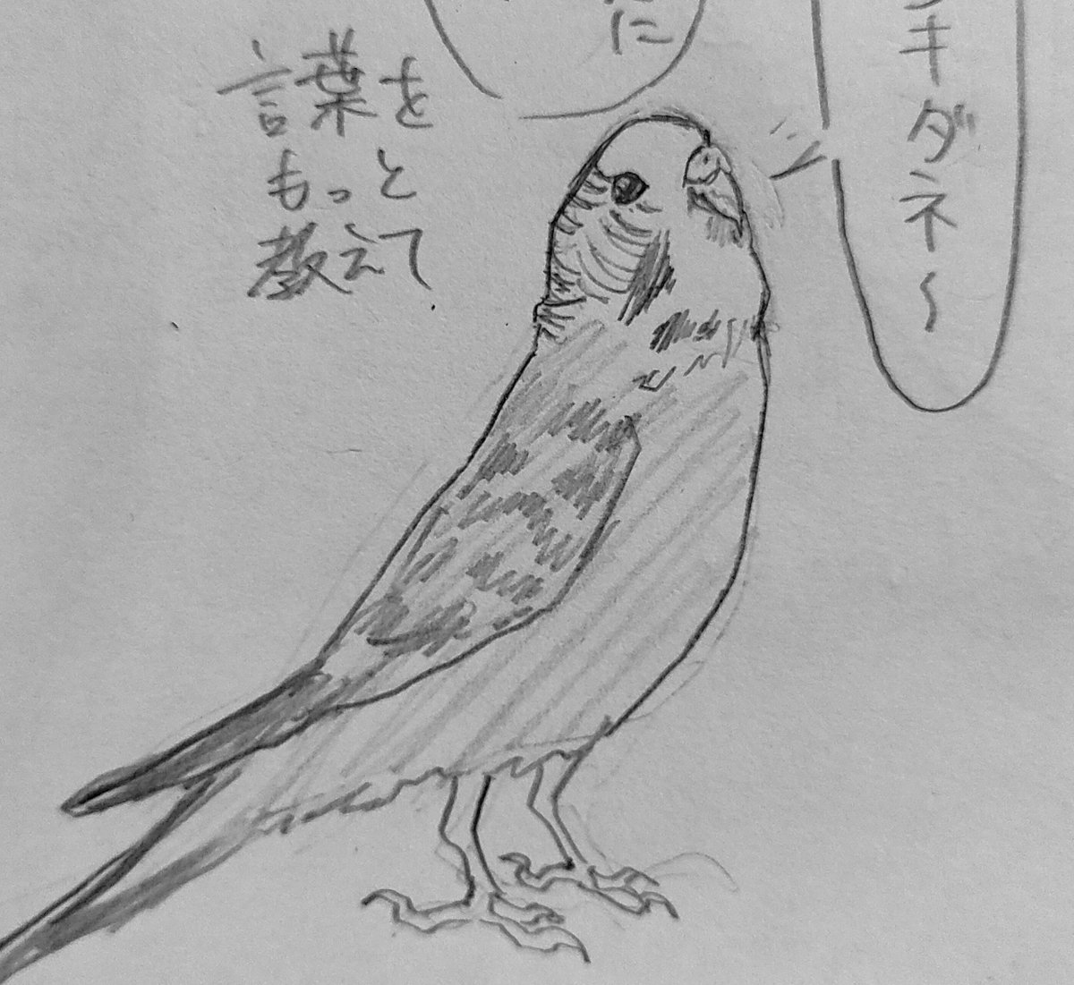 r_iki2572's tweet photo. インコ🦜 https://t.co/pJeZikNMNB