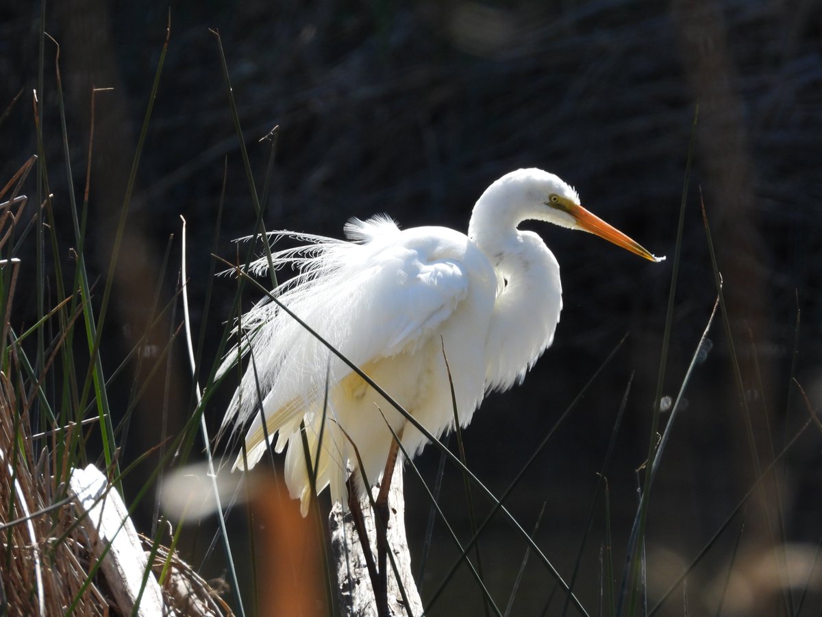 GoldieRexy's tweet photo. @Emmmmire Go down the Torrens River. I do bird-watching when I do, plus when you get close to where it connects into the ocean, there's horses (enclosed obv) on one side. https://t.co/7oY1FSEEad