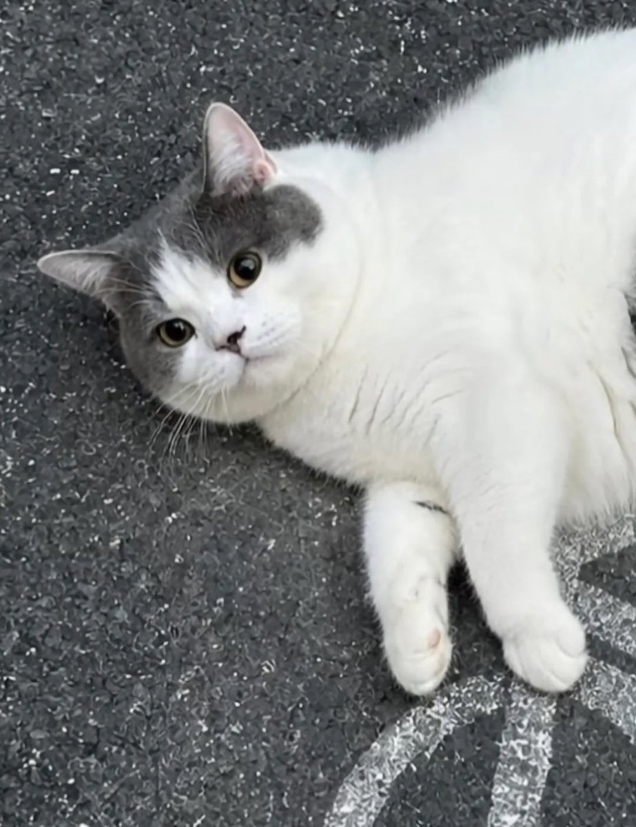 CatMeowkingdom's tweet photo. https://t.co/QpAa3H3Uzs