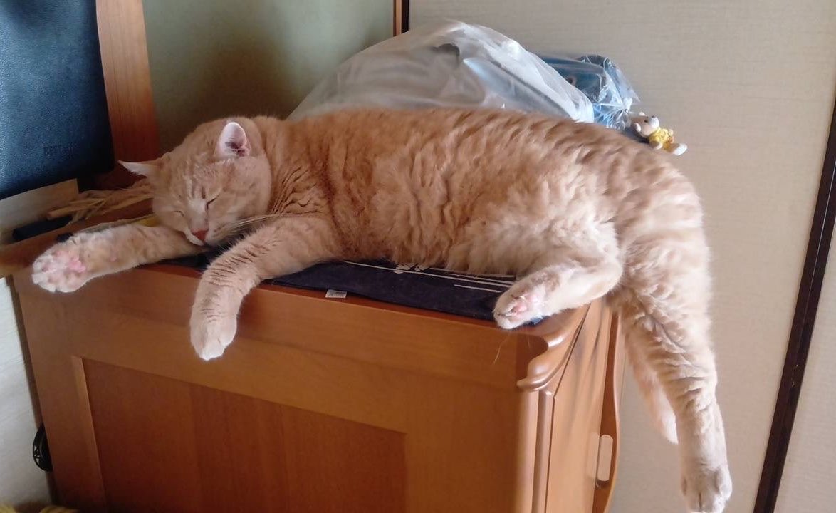 MUTTA_tr's tweet photo. はみ出てますよ https://t.co/xRXRx5hqTf