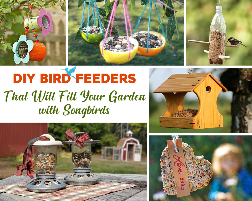 Gharpedia's tweet photo. Do you love feeding birds? If you do, you must plan a weekend DIY birdfeeder for your feathered friends.   https://t.co/vthCD6597l

#birdfeeder #recycledmaterials #conservation #sustainability #easydiy #funproject #backyardbirds #birdwatching #naturephotography #wildlife #nature https://t.co/AQ0Pezj4yg