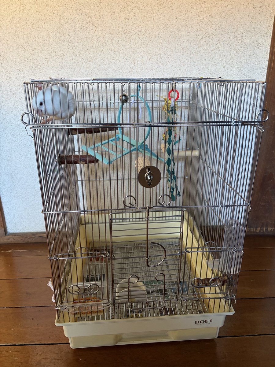 goromin_mk's tweet photo. 部屋31℃と暑いので🥵💦
🕊️廊下へ避難！
4℃低い…
トイレは24℃と快適な気温…🤔 https://t.co/erCbLTIotc