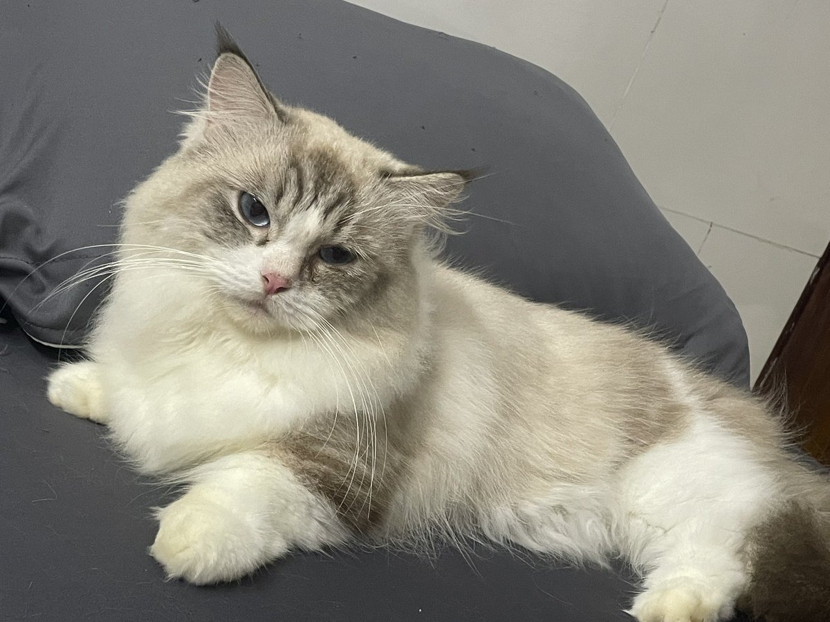 0xvophan's tweet photo. I have the cutest cat on CT and no one can tell me otherwise https://t.co/IfpcI1WdET
