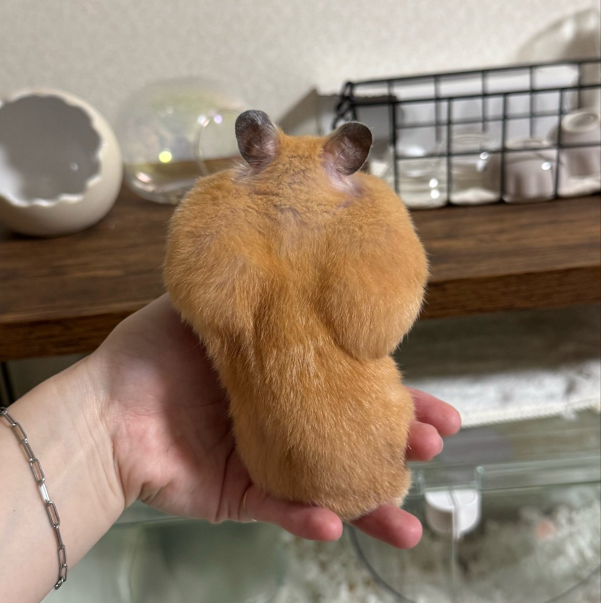 hmtmchmr's tweet photo. げんかいまで つめるのが すきでち https://t.co/7Wny6K8oXu