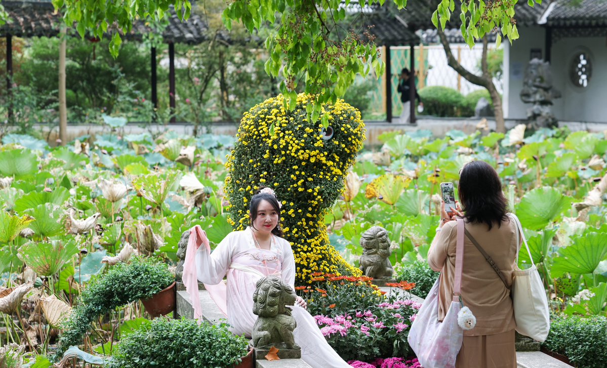GoSongjiang's tweet photo. 🌼Don’t miss #Shanghai’s autumn floral highlight at Zuibaichi Park! Now this classical Jiangnan garden is home to its annual #chrysanthemum show, where delicate blooms wrap around ancient pavilions and waterside courtyards. #flowerexhibition 
📌On view until 15 November. https://t.co/qbIV97qmNp