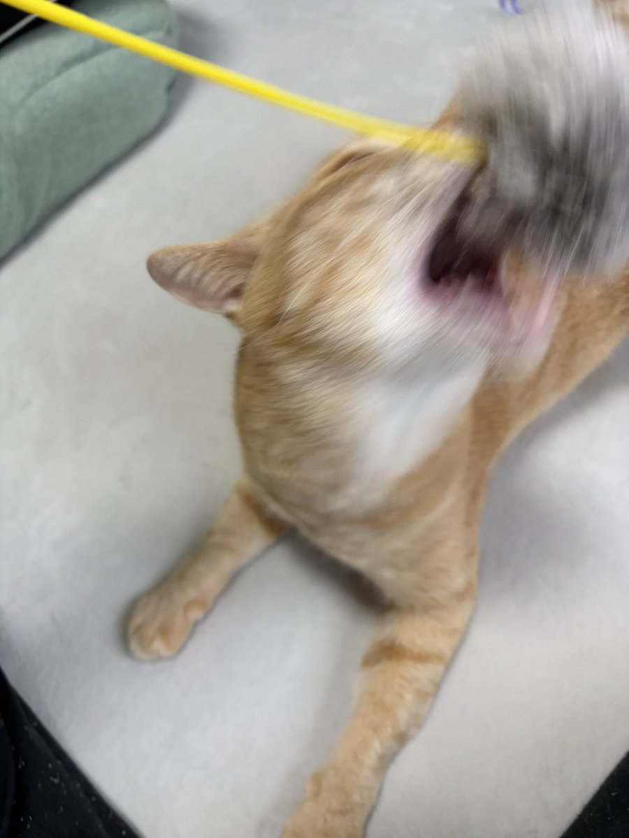 simasima_cat1's tweet photo. あらw
今度はぽんが離さないw https://t.co/05J2eX2R1T