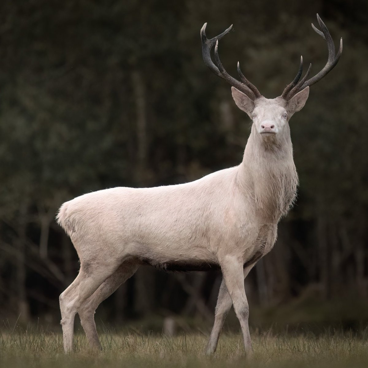 HistoireOdyssee's tweet photo. Rare image d’un cerf blanc photographié dans le Devon, en Angleterre.

Probablement albinos, un phénomène particulièrement rare chez le cerf élaphe. Il évoque le légendaire « White Hart », animal chargé de symboles et notamment emblème personnel du roi Richard II d’Angleterre.

On retrouve cette figure sur les enseignes de nombreuses auberges et pubs anglais !

📷Brian Johnston