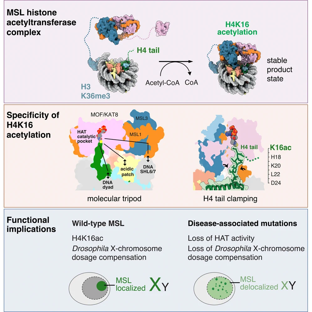 Epigenome Technologies Inc. on X: 