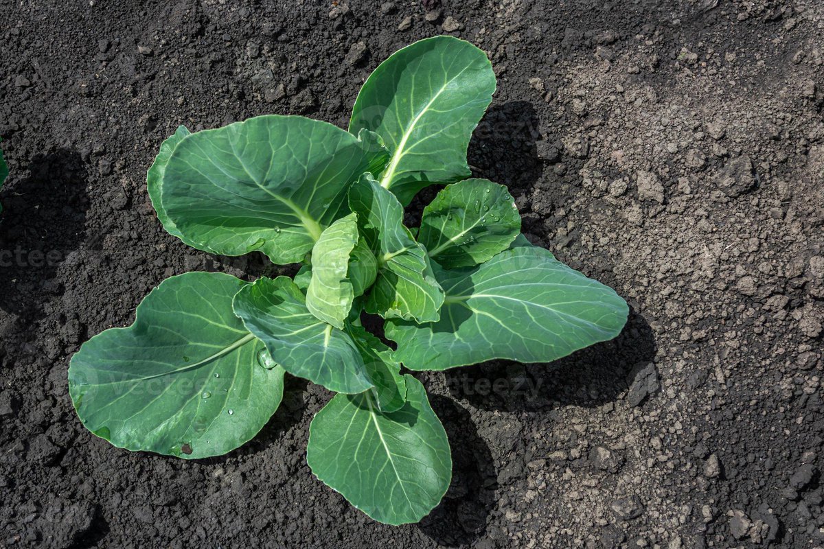 JohnsonCommand's tweet photo. Cabbage rule in UGANDA is getting more seedlings and we must uproot them as early as possible 
UGANDA doesn't belong to this cabbage family 
#RejectM7's Family Rule https://t.co/Gn9G5RZHTj