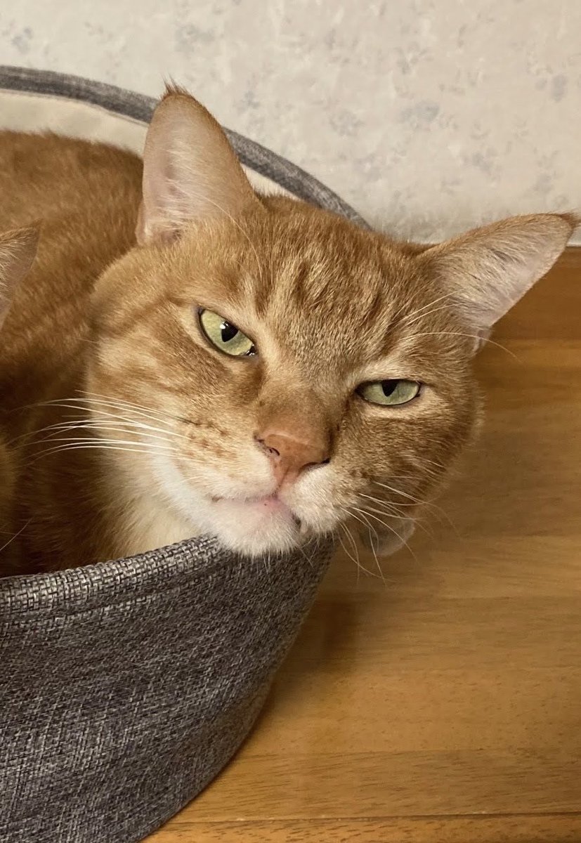 privateeye_pet's tweet photo. 【迷子猫を探しています‼️】

新潟県新潟市江南区早通2丁目付近にて

10月21日から行方不明になりました💦

目撃した方はリプライやDMをいただけますと幸いです🙇‍♂️

名前：チャト
性別：オス（去勢済）
年齢：9歳
体重：7〜8キロ
特徴：臆病な性格
　　　尻尾が短め
　　　大きい

#迷子猫 #猫 #迷い猫 #新潟県 #新潟市 #拡散希望 #迷子ペットを守りたい