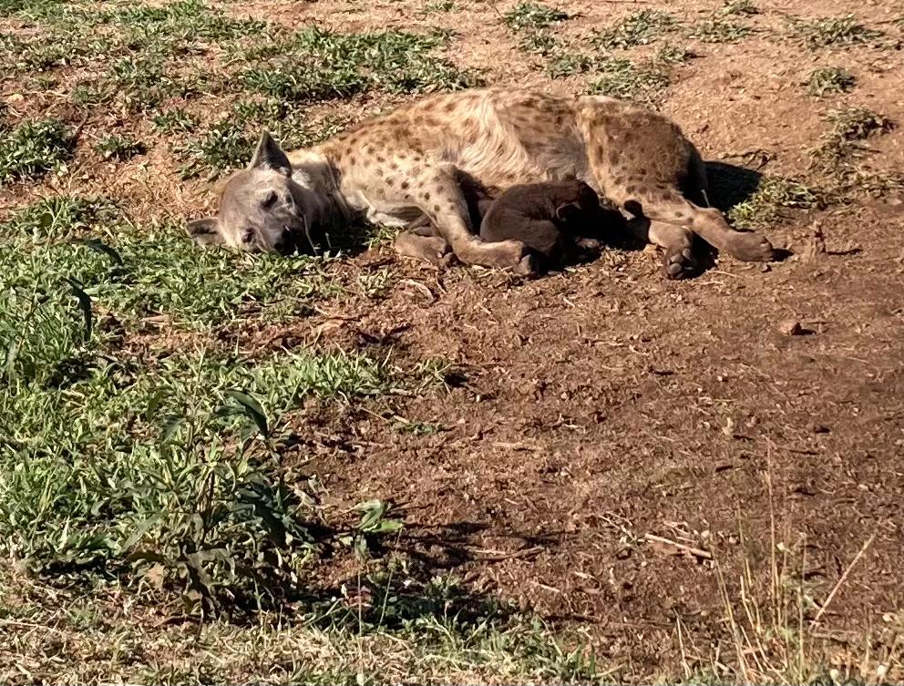 impro_celo's tweet photo. MOZAMBIKA, LESOTO, DIENVIDĀFRIKA UN SVAZILENDA – no varenajiem Drakensberga kalniem un Āfrikas augstākajiem ūdenskritumiem līdz safari Krīgera parkā un pasakainajām Bazaruto salām.
Plankumainā hiēnmāte un hiēnēns. Diezgan ekskluzīva aina. https://t.co/8iYOaUYHgN