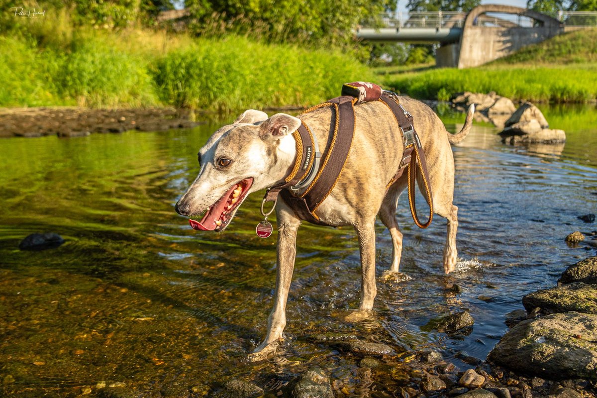 gaillardmacw's tweet photo. Cooling off on a scorching day. Sometimes you just need to dip your toes in and take a breather. Who else loves refreshing water to beat the heat? June 28, 2026 https://t.co/A8Xpu2qwpb