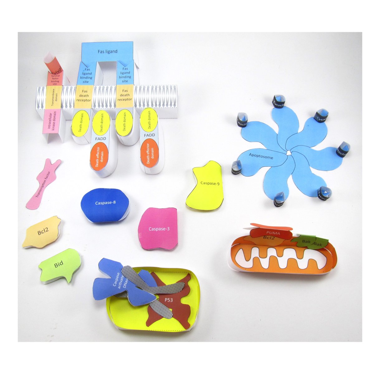 OrigamiCells's tweet photo. We have some spooky models that might be useful for Halloween! Our Bones, Skull and Giant House Spider are just a few ideas. If you want to go a little more high brow, how about Apoptosis? Click here for details: https://t.co/hf3cqpiA4c

#halloweenscience  #modelmaking https://t.co/9brdetAcY6