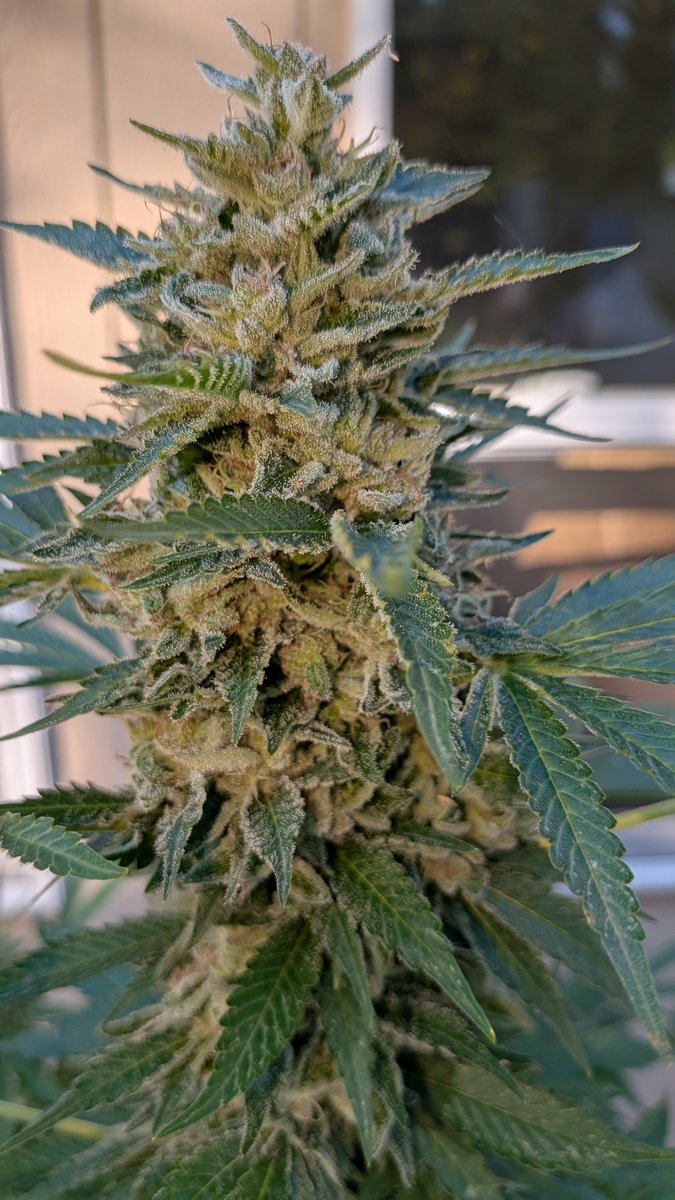 LoopCitySlums's tweet photo. Gonna be a good harvest this year... https://t.co/HYiWnSM8vQ