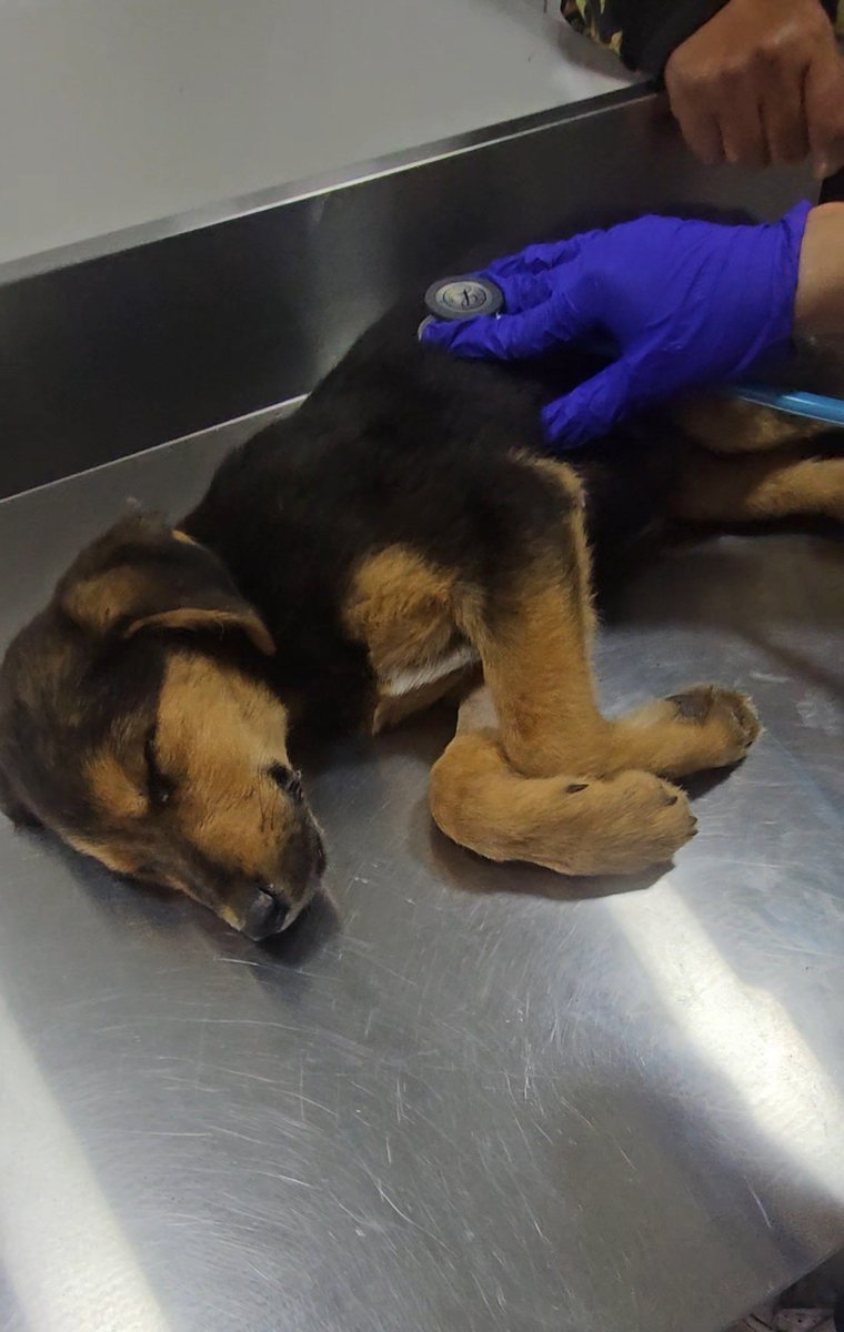 sol_palacios_m's tweet photo. El cachorrito necesita ser intervenido, posiblemente tiene distemper, estamos a la espera de los resultados pero esta muy mal, por favor les pido ayuda para que quede hospitalizado😭💔🙏no podemos esperar más😭
Solange Palacios
Banco estado
Cuenta rut
17376209-7 https://t.co/NddxZ9vrhi