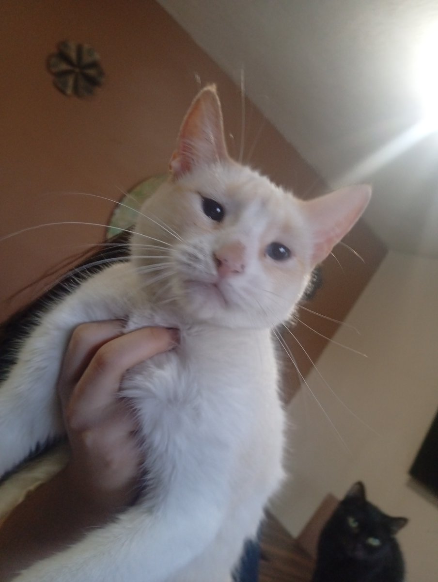 Roz_in_the_box's tweet photo. Your cat is too fat 😺@MarioStarman2 https://t.co/4jyvEdszeC
