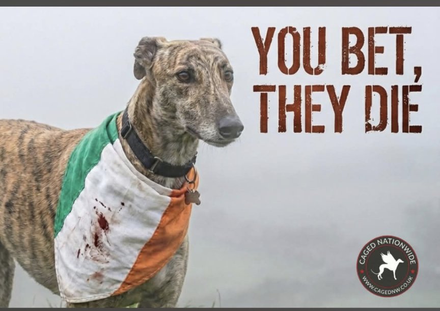CAGEDnw's tweet photo. €20,000,000 of Irish tax payers money wasted on a declining, cruel, drug infected &amp; fraud ridden industry this year.

https://t.co/i4LLRKjo6u https://t.co/r05iEdGGcv