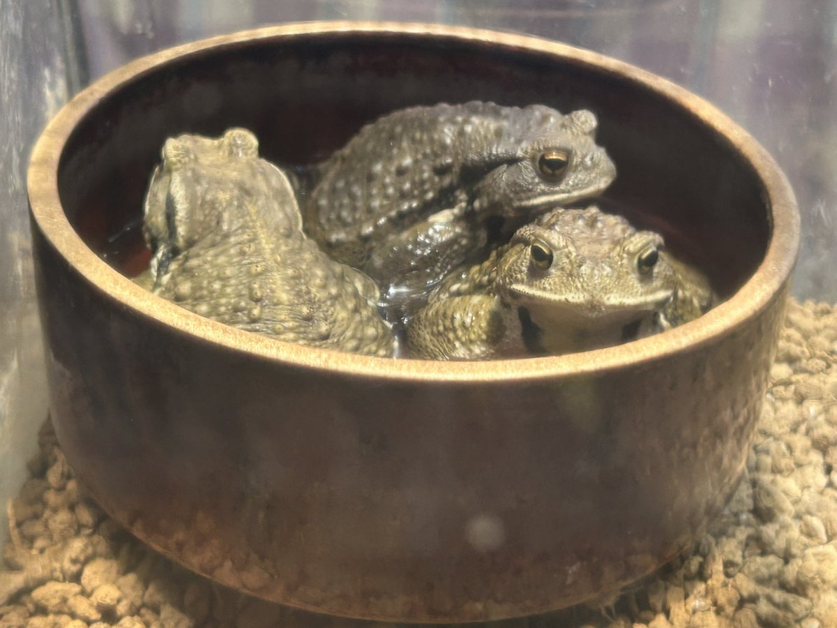 kiza000's tweet photo. Kawazoo行ってきました②
アイゾメヤドクガエルくん、すごくサービス精神旺盛だった
寄ってきてくれた https://t.co/xkXrd24T1b