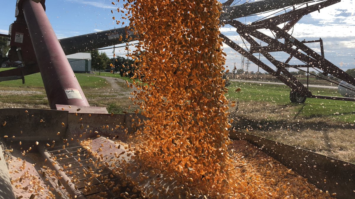 CropNetwork's tweet photo. Set the combine to harvest clean, whole kernels, as aflatoxins & fumonisins are often concentrated in light, damaged kernels. 

To minimize kernel damage, use the lowest possible cylinder speed necessary to shell grain effectively while maintaining acceptable loss levels (less than 1%). Excessive cylinder speed is the leading cause of kernel damage, so adjust concave clearance to avoid breaking cobs excessively before increasing cylinder speed. Ensure sufficient airflow to remove chaff & small, light kernels.

Read more at https://t.co/Oif6N2FGo2.

@croptoxcare @travisfaske @baldpathologist @MartinChilvers1 @ppp_trey @badgercropdoc @AlbertTenuta @alisonrISU @MandyBish1 @DaisyHAhumada @PACropDoc @maddishires @TamraJacksonZ @MahDuffeck @DTelenko @YuanZeng3 @alabamaED #corn