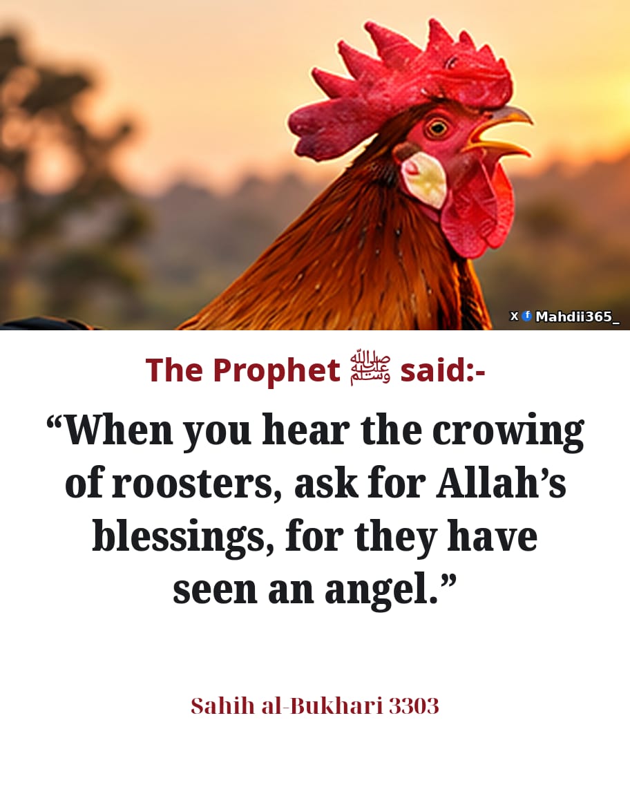 Mahdii365_'s tweet photo. The Prophet [ﷺ] said: https://t.co/JR5olXMjcD