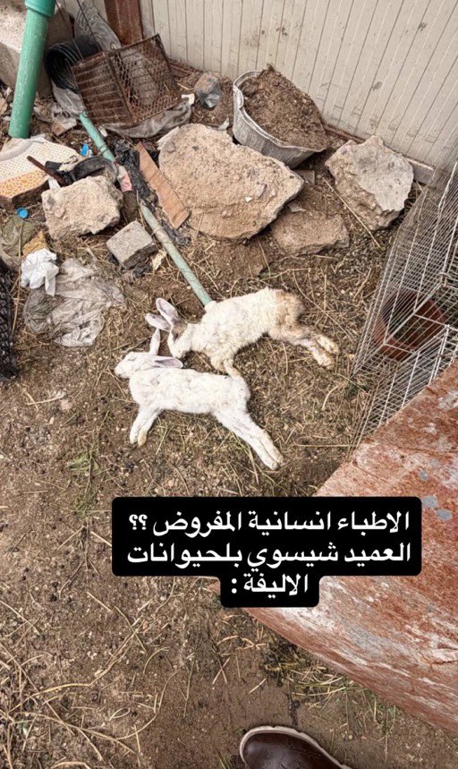 qqwsdx's tweet photo. عميد كلية طب في البصرة شكد نذل و بلا رحمة 

تخيل حيوان يركض و يلعب تروح تقتىله لان طلاب يحبونه اذا هذا بقى بالمنصب طلاب راح يتدمرون للابد . https://t.co/5sm1TH62EG