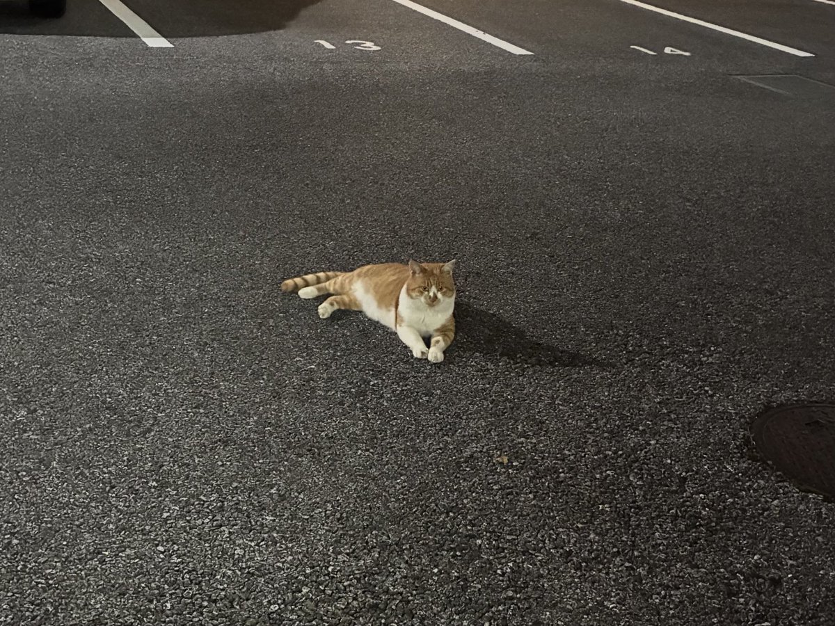 Y0WoSdGsx393pO0's tweet photo. 今日も暗くなると来ました。

この猫さんの貫禄にびびってるのか、職場のクロは建物の中で唸ってますが外には出て行きません。

以前ボスと呼んでいた猫さんを思い出し、ボス2号と呼ぶ事にしました。

#猫　#ねこ https://t.co/6pjbPThh6w