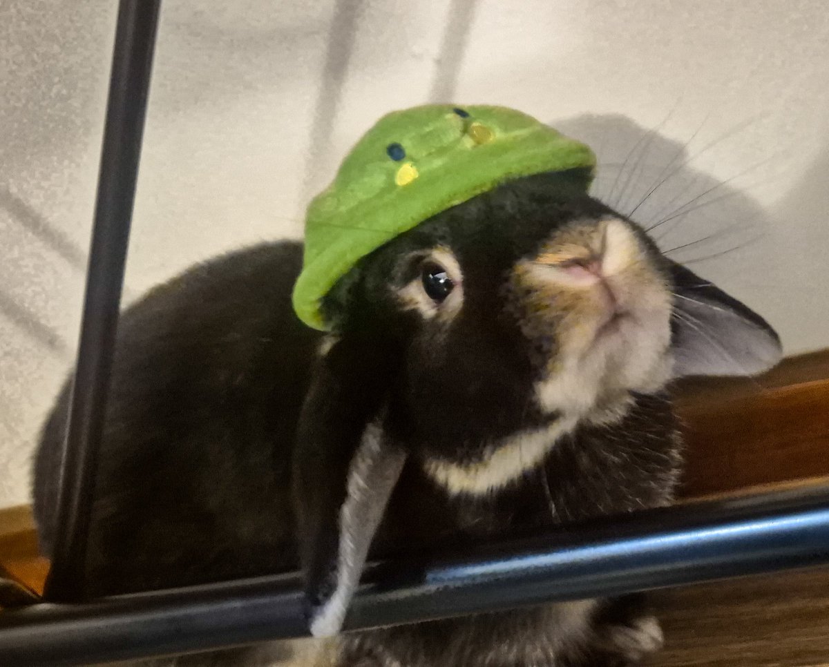 CodeNameKayTV's tweet photo. Bnuuy with a Kuchipachi hat https://t.co/l7oOkUtXGR