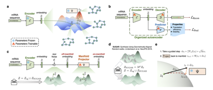 BiologyAIDaily's tweet photo. RNAGenScape: Property-Guided, Optimized Generation of mRNA Sequences with Manifold Langevin Dynamics

1. RNAGenScape frames mRNA design as local, iterative optimization on a learned manifold of real sequences, aiming to avoid a common failure mode of guided generators: drifting off-manifold into regions where sequences may be implausible and predictor gradients become unreliable.

2. The method’s core idea is “manifold-constrained refinement”: start from an existing mRNA, encode it, take a property-guided Langevin step (gradient + noise), then explicitly project the updated latent point back toward the learned data manifold—so intermediate steps remain decodable and close to viable sequence space.

3. Component 1 is an Organized Autoencoder (OAE): an autoencoder jointly trained with a property predictor so the latent space is both reconstructive (sequence-faithful) and property-organized (smooth property landscape for optimization). This joint objective improves both nucleotide reconstruction accuracy and property prediction correlations versus using either objective alone.

4. Component 2 is a learned manifold projector Ψ implemented as a multi-step denoising autoencoder in latent space. After each optimization step, Ψ “retracts” off-manifold updates back toward the manifold, functioning like a learned projection operator when the manifold has no analytic form.

5. To handle sparse/imbalanced mRNA datasets, RNAGenScape augments the latent manifold using SUGAR (diffusion-geometry-based “hole filling”). This enrichment stabilizes manifold learning/projection; ablations show moderate augmentation helps, while excessive augmentation can hurt.

6. Component 3 is property-guided manifold Langevin dynamics: z_{t+1} = Ψ(z_t + η/τ * ∇f(z_t) + sqrt(2η) * noise). Temperature τ trades off exploitation (gradient ascent/descent) vs exploration, while projection keeps the trajectory near training-supported regions.

7. Evaluation focuses on property optimization while preserving computational viability proxies. Across three datasets—OpenVaccine (stability), Zebrafish 5’UTR (translation efficiency), and Ribosome 5’UTR (mean ribosome load)—RNAGenScape achieves the largest median oracle-predicted gains and high success rates in both maximization and minimization directions.

8. Reported improvements versus evaluated baselines include up to 267% higher median property gain and up to 31% higher success rate, while maintaining favorable proxy metrics tied to translation and structure (e.g., fewer problematic upstream AUGs, improved Kozak-context similarity, and structure-related proxies like MFE and mean pLDDT).

9. The manifold projector is empirically critical: removing Ψ substantially reduces optimization performance, consistent with the hypothesis that unconstrained gradient updates drift into low-support latent regions where guidance degrades.

10. Practical considerations: RNAGenScape is step-efficient and competitively fast at inference (reported throughput ~0.952 samples/ms on A100, second among compared methods), and produces smooth, data-aligned optimization trajectories that can be decoded at every step; case studies visualize monotonic property improvement along manifold-respecting paths, with intermediate sequences more likely to fold cleanly in downstream structure prediction.

📜Paper: https://t.co/gGr76t63lR
#ComputationalBiology #mRNA #GenerativeAI #SequenceDesign #NeurIPS #ManifoldLearning #LangevinDynamics #Bioinformatics #SyntheticBiology #MachineLearning
