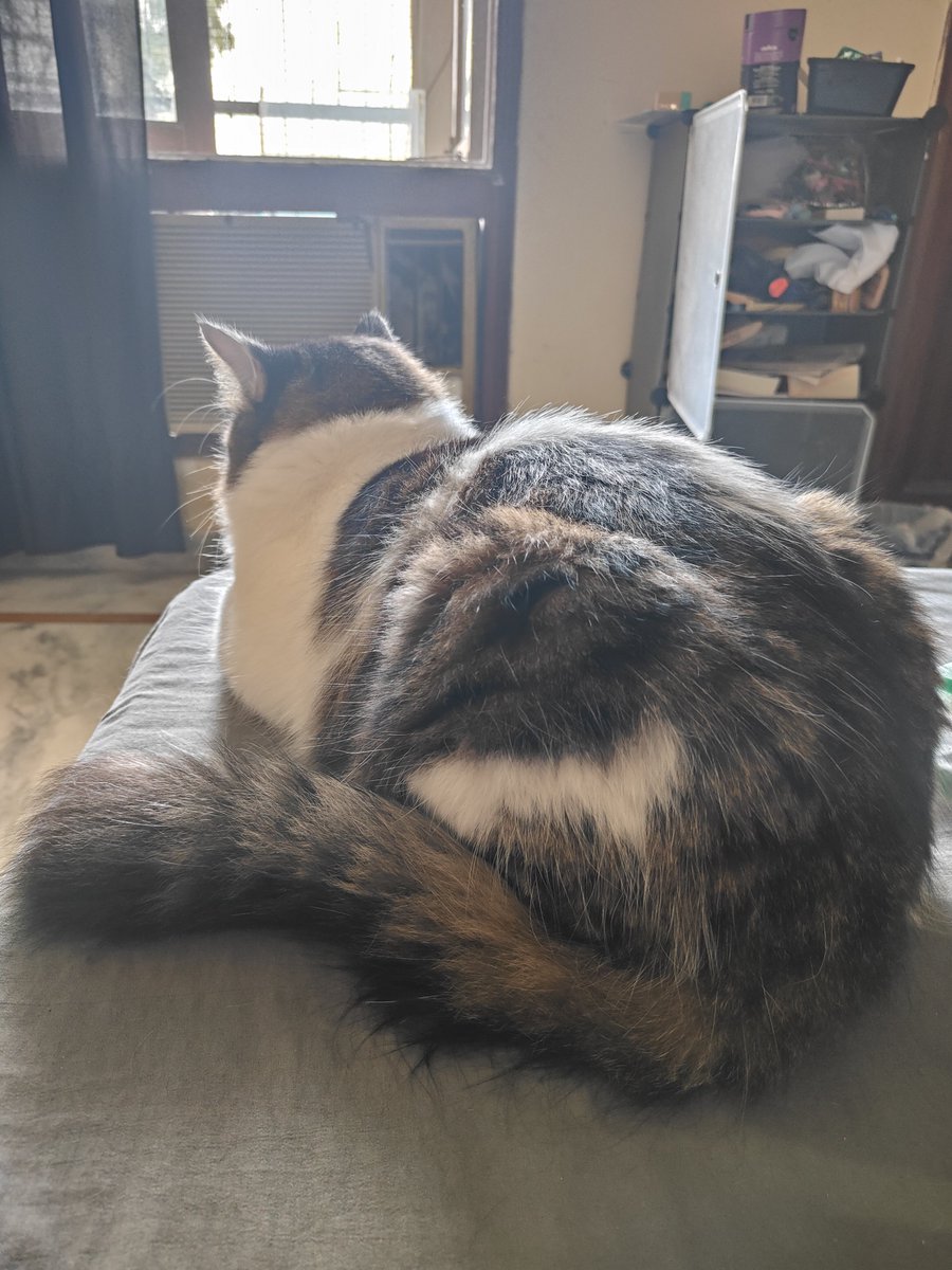 beethotwhen's tweet photo. Jo number dega, babu personally usko good luck aur kind regards dega bcs ye 2024 mein sadkon par bandaro se pit'ta tha, aaj teen time ghar ka bana chicken khata hai so u know it's legit tysm https://t.co/IN861jHmQZ