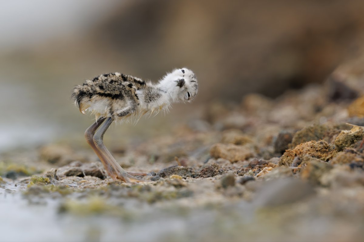 KaylazmVaughRR4's tweet photo. Black-necked Stilt chick on its first steps through the wetlands. https://t.co/OyLrhyCup0