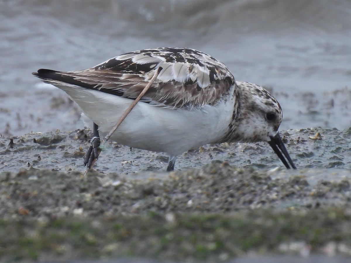 jspb2020's tweet photo. 【野鳥のテグス被害】
千葉県の検見川の浜で、左足にテグスが絡まった ＃ミユビシギ が確認されました。
情報提供者の方はこれまでにも釣り糸の犠牲になった野鳥を目にしているそうです。
釣り糸は必ず持ち帰り、野鳥の被害をなくしましょう。
▼詳しくはこちら
 https://t.co/dEFrevIgYZ
#釣り糸被害 https://t.co/BC4uaCCBam
